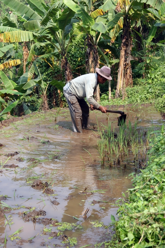 cultivating the rice paddies, Java Indonesia.jpg - Indonesia Java cultivating the rice paddies